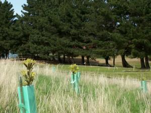 The ninth hole