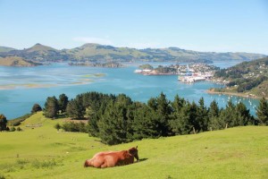 port chalmers